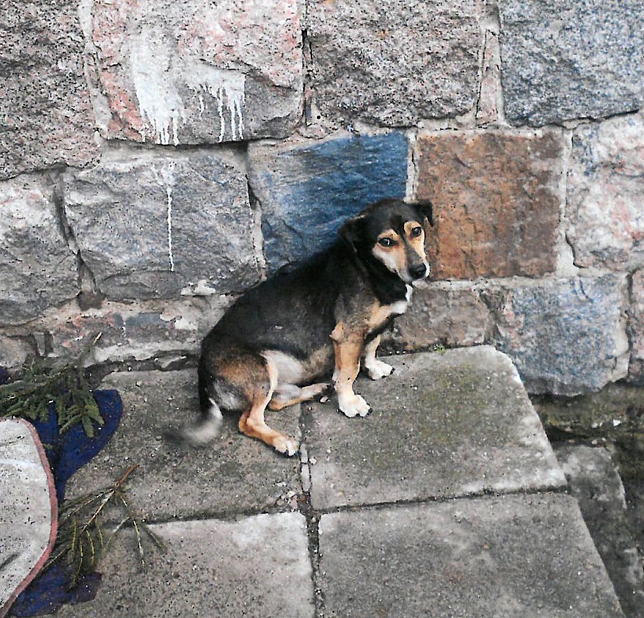 Piesek poszukuje właściciela